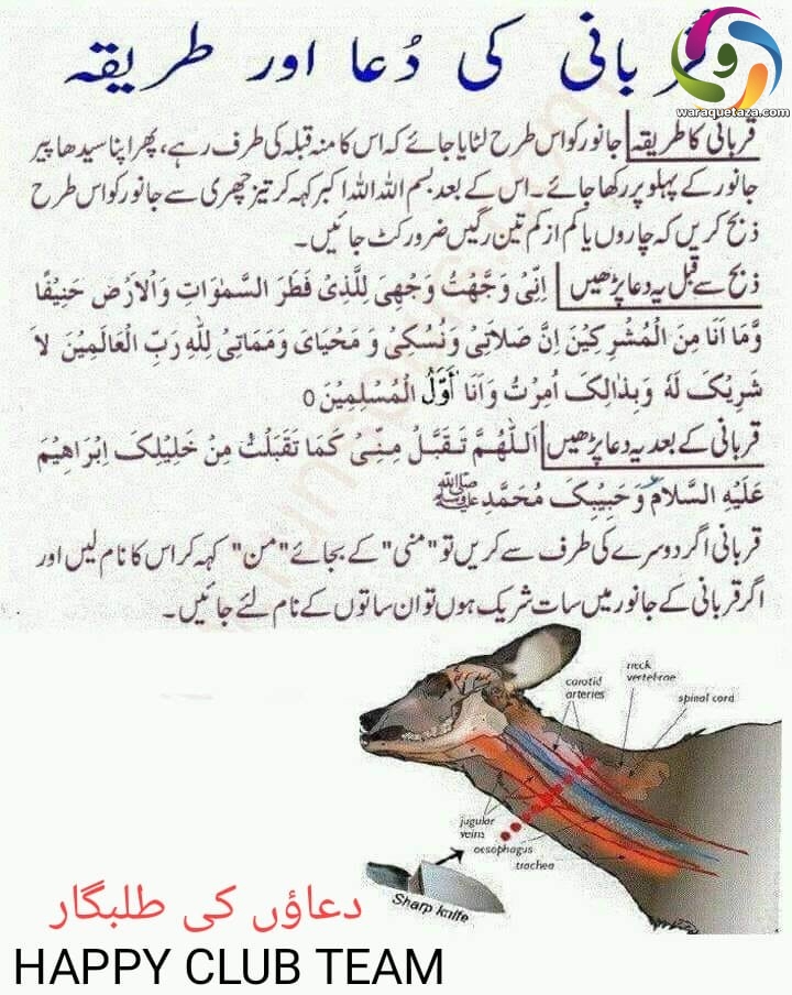 قربانی کی نیت،دعا اور طریقہ
