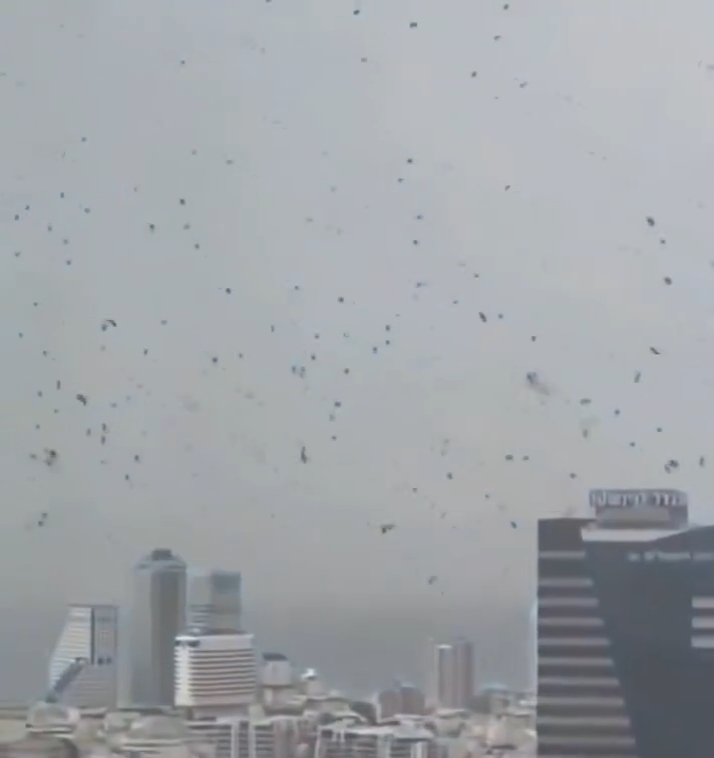 تل ابیب کے آسمان پر ہزاروں کوّوں کا نظارہ ،شہر کے لئے بدشگون،یہودیوں کا عقیدہ،ویڈیو وائرل