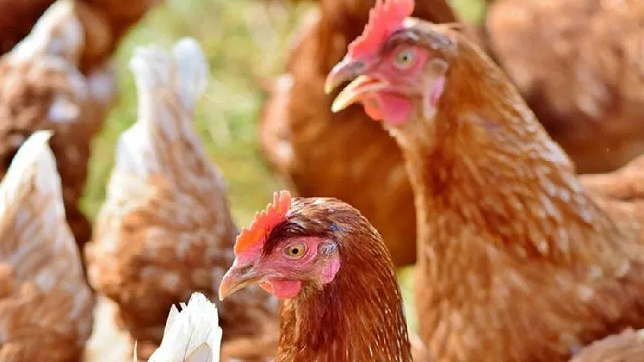 نندوربار میں برڈ فلو کی دوبارہ دستک، لاکھوں مرغیاں تلف، پولٹری صنعت بحران کا شکار